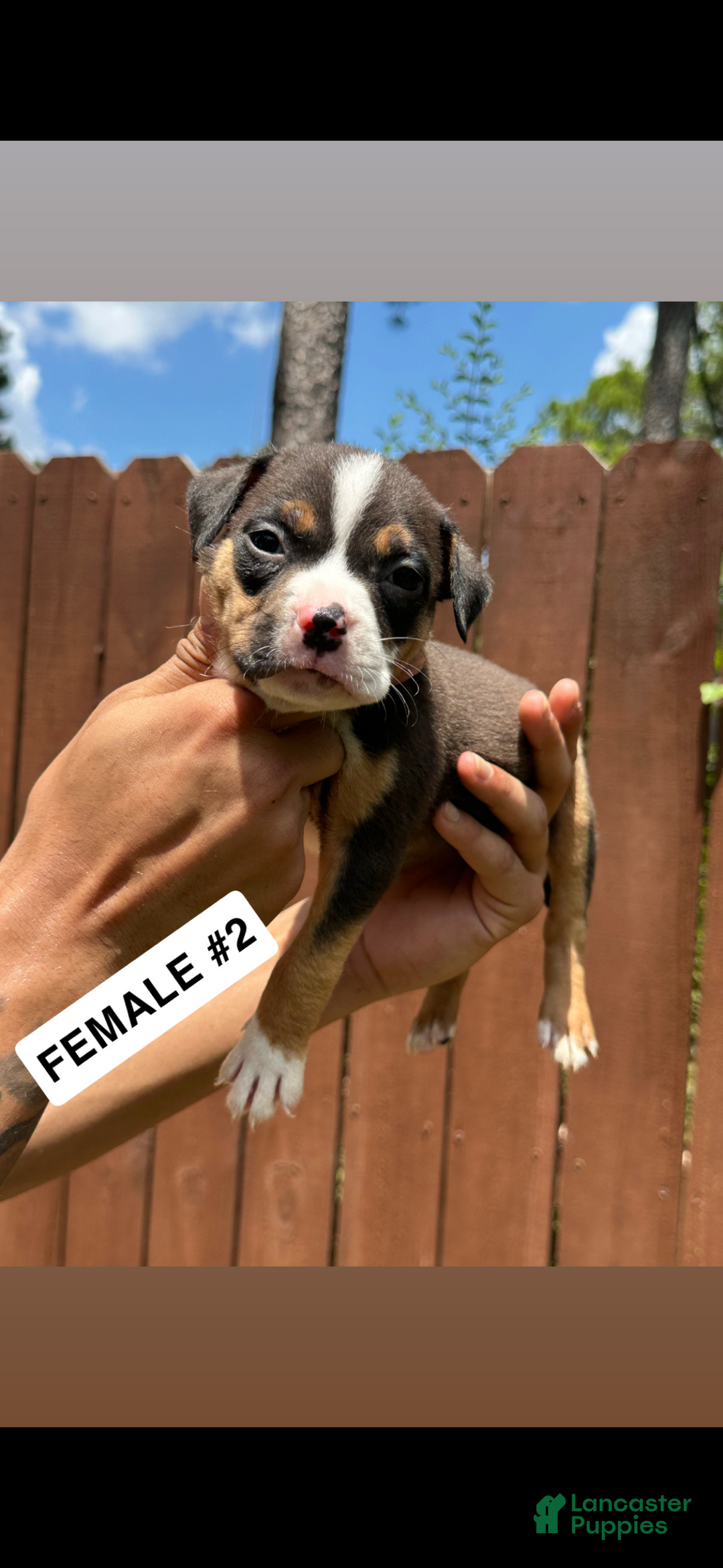 American Bully dogs for sale: American Bully Puppy 6 - Ad 1
