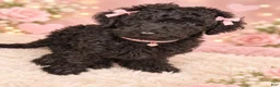Standard Poodle dogs for sale: Standard Poodle 2 - Ad 3