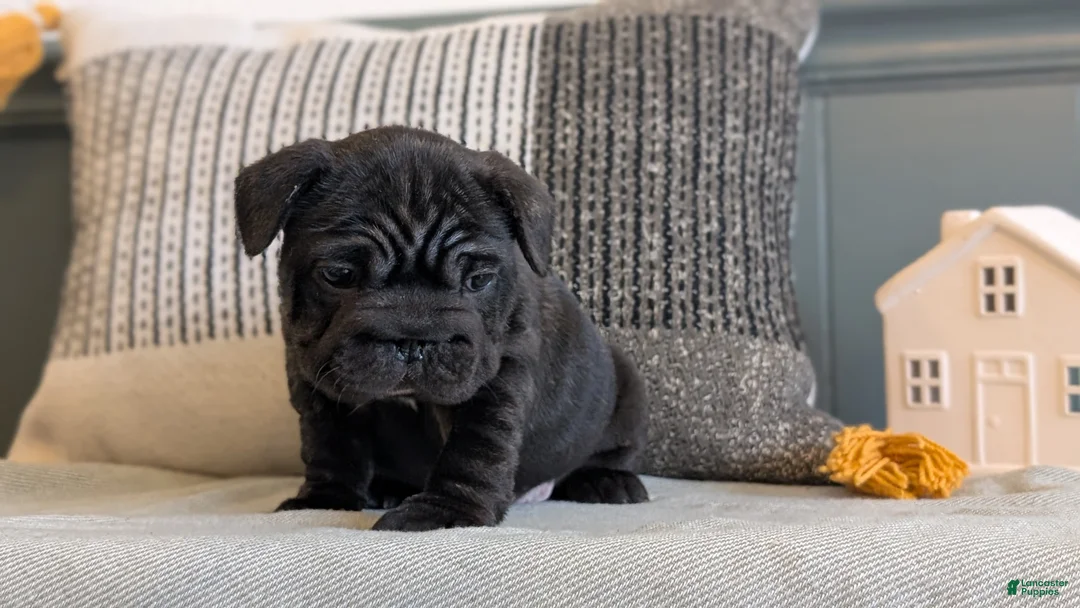French Bulldog dogs for sale: Roxy - Ad 9