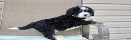 Mini Bernedoodle dogs for sale: Parker - Ad 29