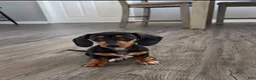 Miniature Dachshund dogs for sale: Miniature Dachshund 1 - Ad 4