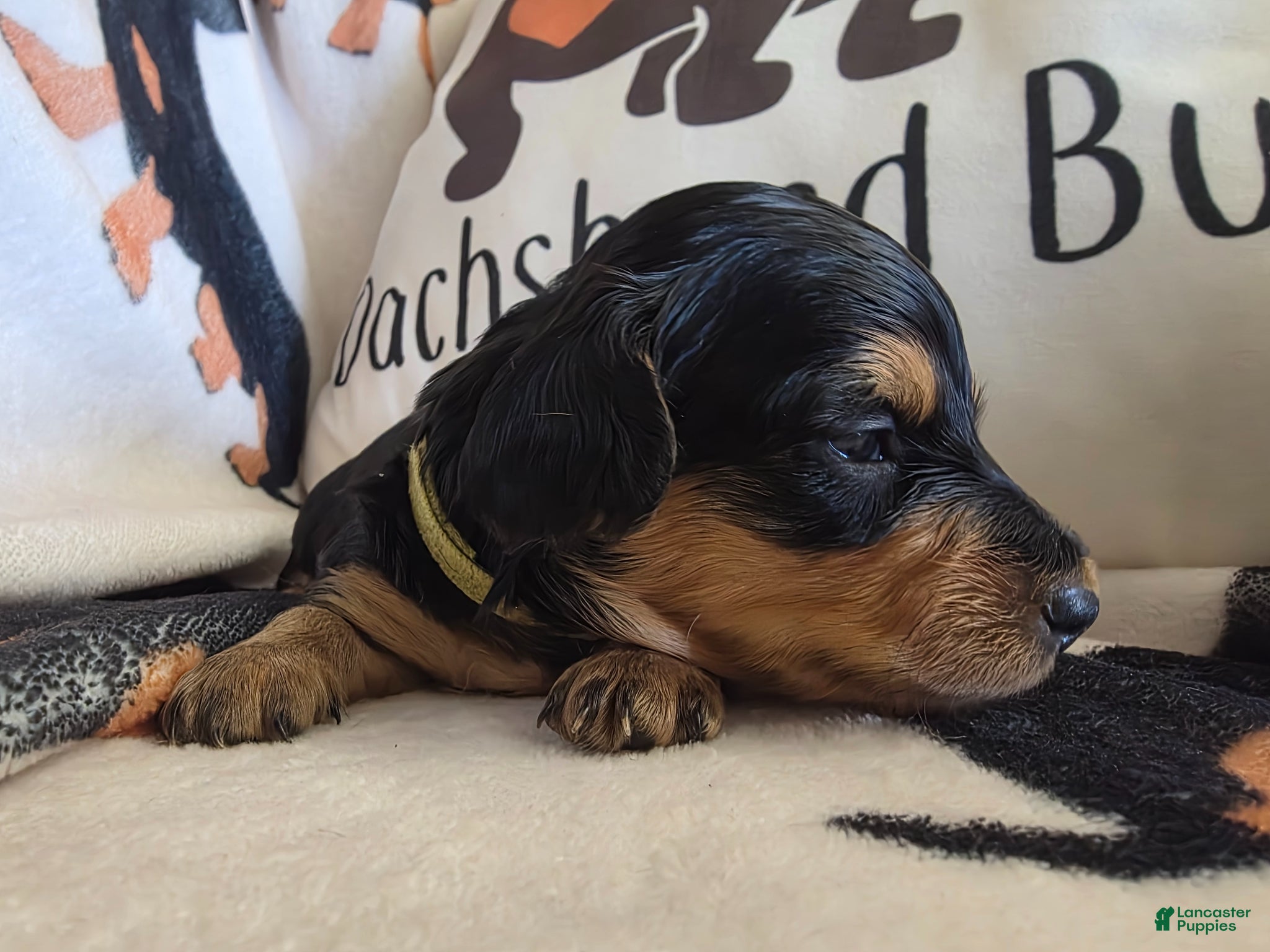 Miniature Dachshund dogs for sale: Lacey  - Ad 5