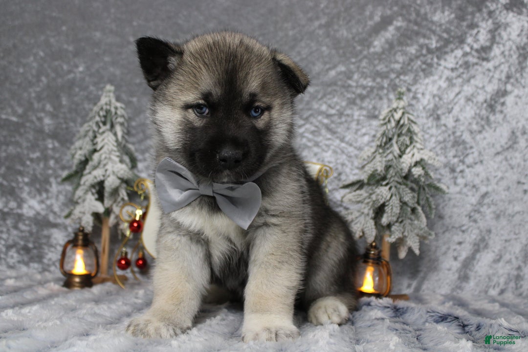 Pomsky dogs for sale: Lorcan  - Ad 2