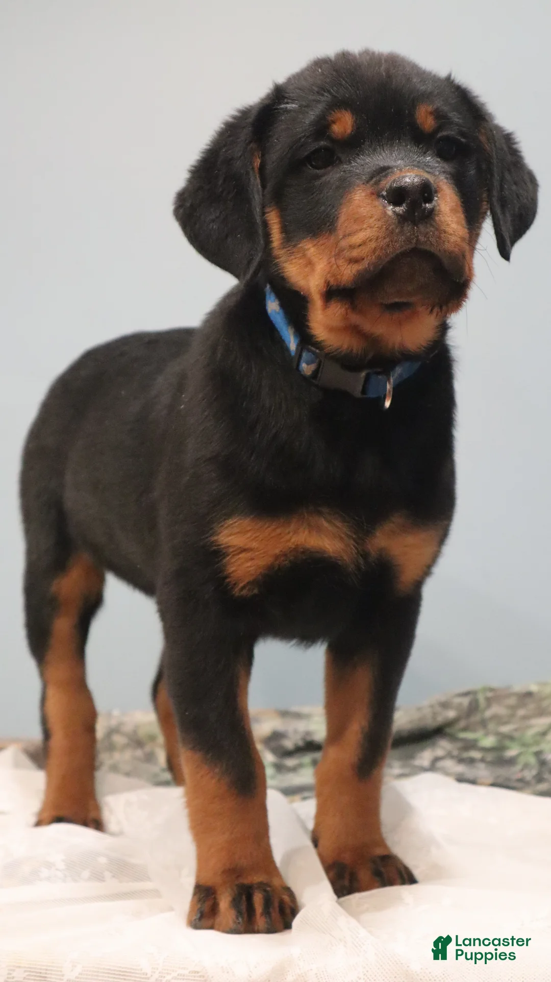 Rottweiler dogs for sale: Ali - Ad 3