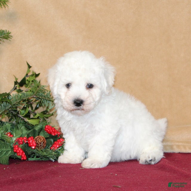 Bichon Frise dogs Donny - Ad 23