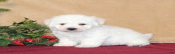 Bichon Frise dogs for sale: Donny - Ad 1