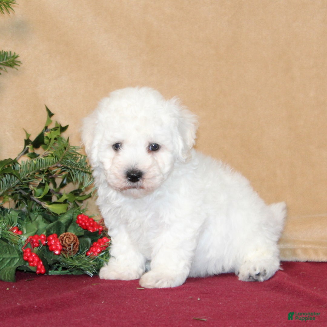 Bichon Frise dogs for sale: Donny - Ad 1