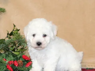 Bichon Frise dogs Donny - Ad 41