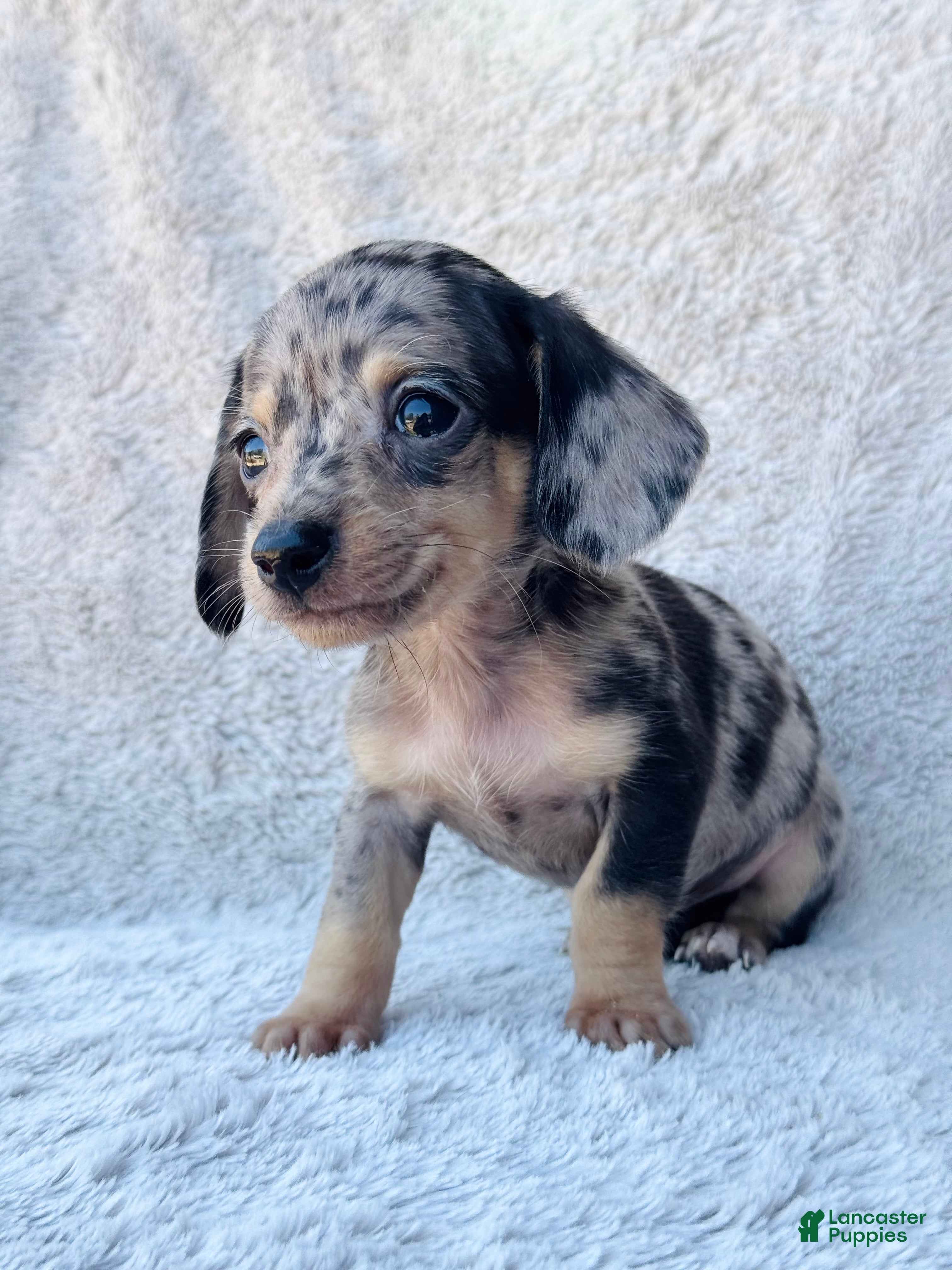 Miniature Dachshund dogs AKC Shorthair Black Dapple Miniature Dachshund - Ad 22