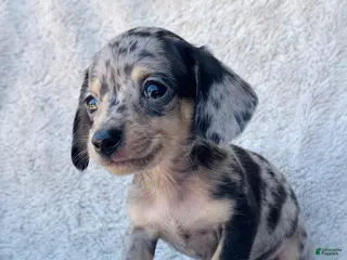 Miniature Dachshund dogs AKC Shorthair Black Dapple Miniature Dachshund - Ad 40