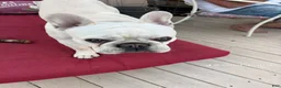 French Bulldog dogs for stud: ROCKY - Ad 4
