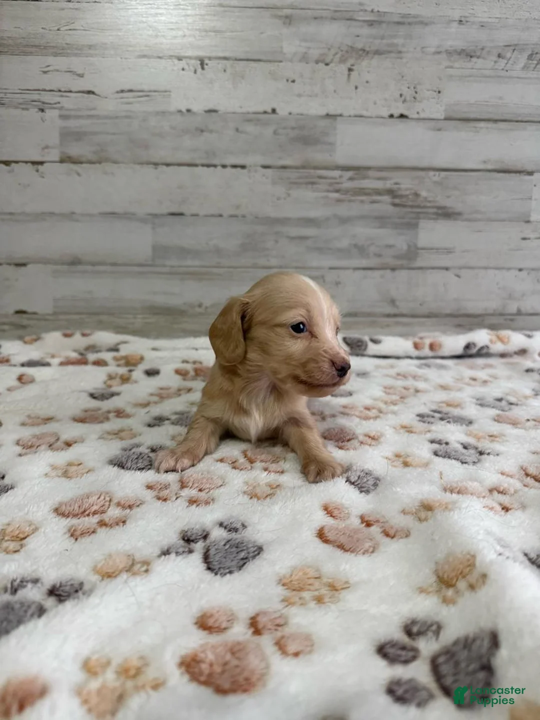 Dachshund dogs for sale: Casper - Ad 6