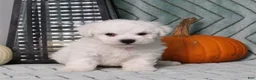 Bichon Frise dogs for sale: JohnnyBoy - Ad 4
