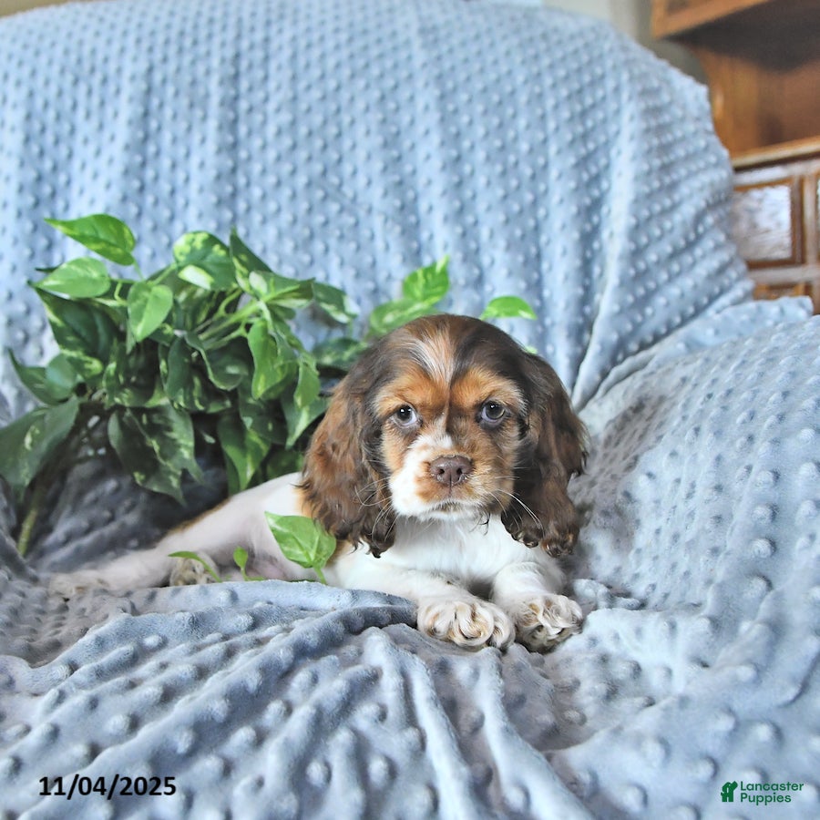 Cocker Spaniel dogs Max - Ad 5