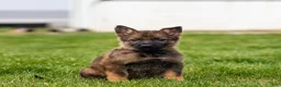 German Shepherd dogs for sale: Saber German Shepherd Puppy  - Ad 5