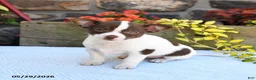 Chihuahua dogs for sale: Promise - Ad 1