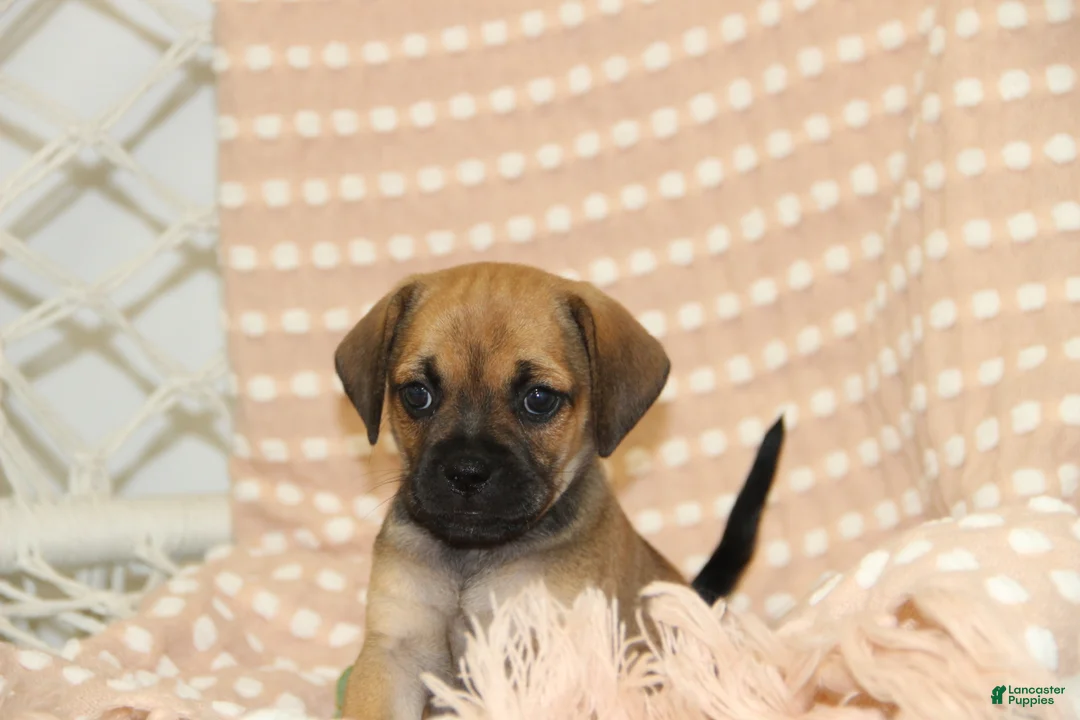 Puggle dogs for sale: Sierra - Ad 2