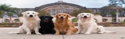 Labrador Retriever dogs for sale: Pink girl  - Ad 10