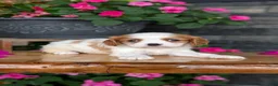 Cavalier King Charles Spaniel dogs for sale: Lady - Ad 11