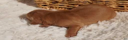 Golden Retriever dogs for sale: Daisy -AKC, Genetically Clear - Ad 49