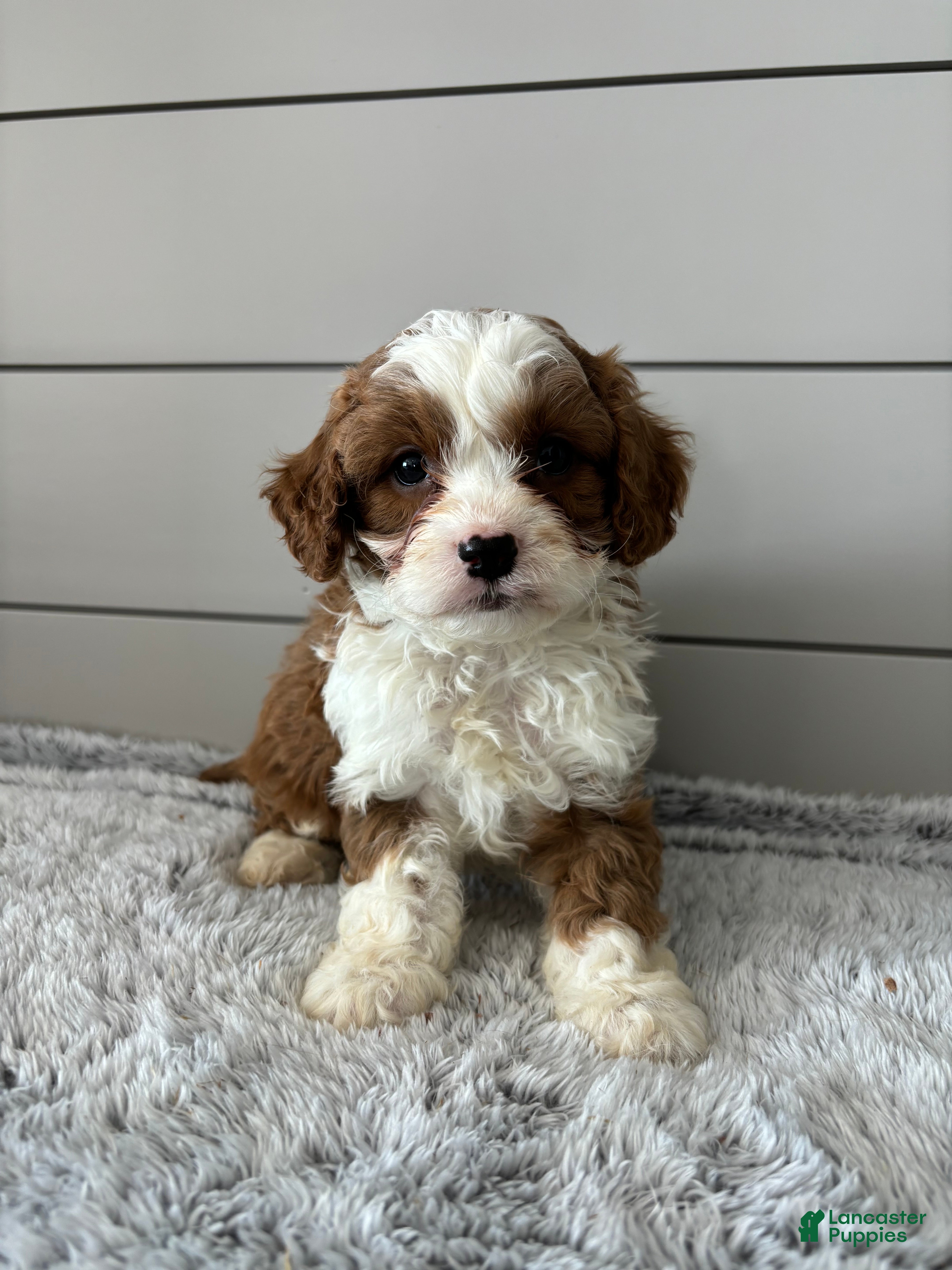 Cavapoo dogs Maverick  - Ad 31