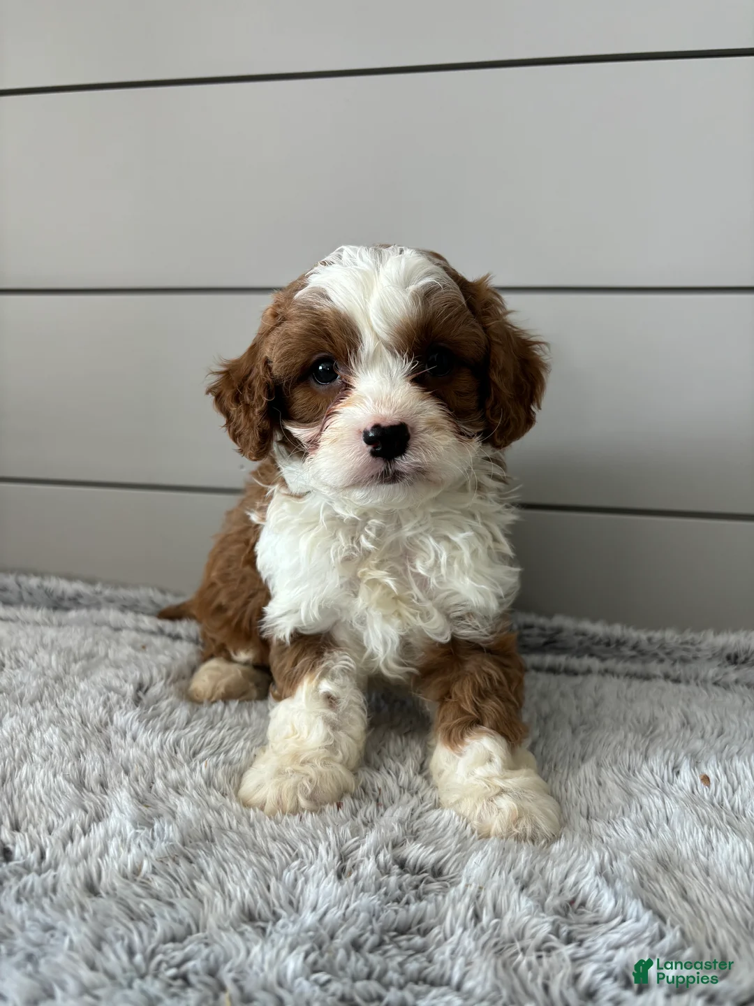 Cavapoo dogs for sale: Maverick  - Ad 1