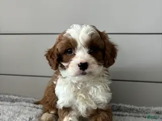 Cavapoo dogs Maverick - Ad 31