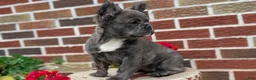 French Bulldog dogs for sale: Elle - Ad 4