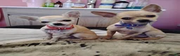 Chihuahua dogs for sale: Chihuahua Puppy 1 - Ad 9