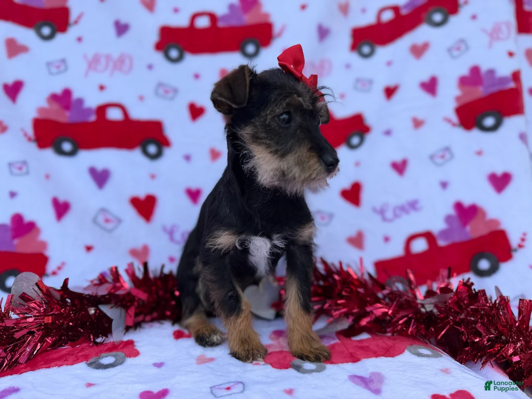 Miniature Schnauzer dogs for sale: Lulu - Ad 8