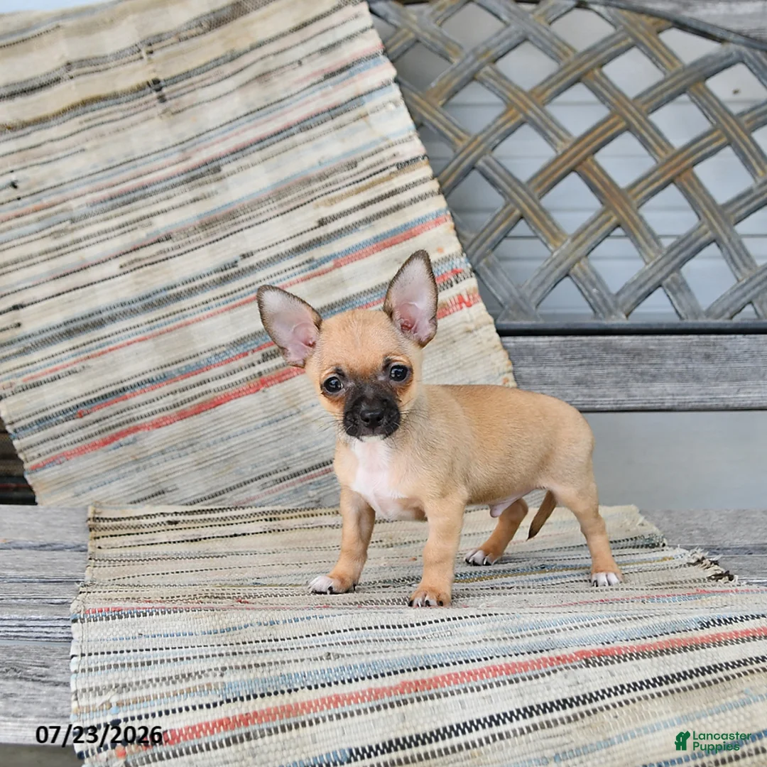 Chihuahua dogs for sale: Caleb - Ad 2