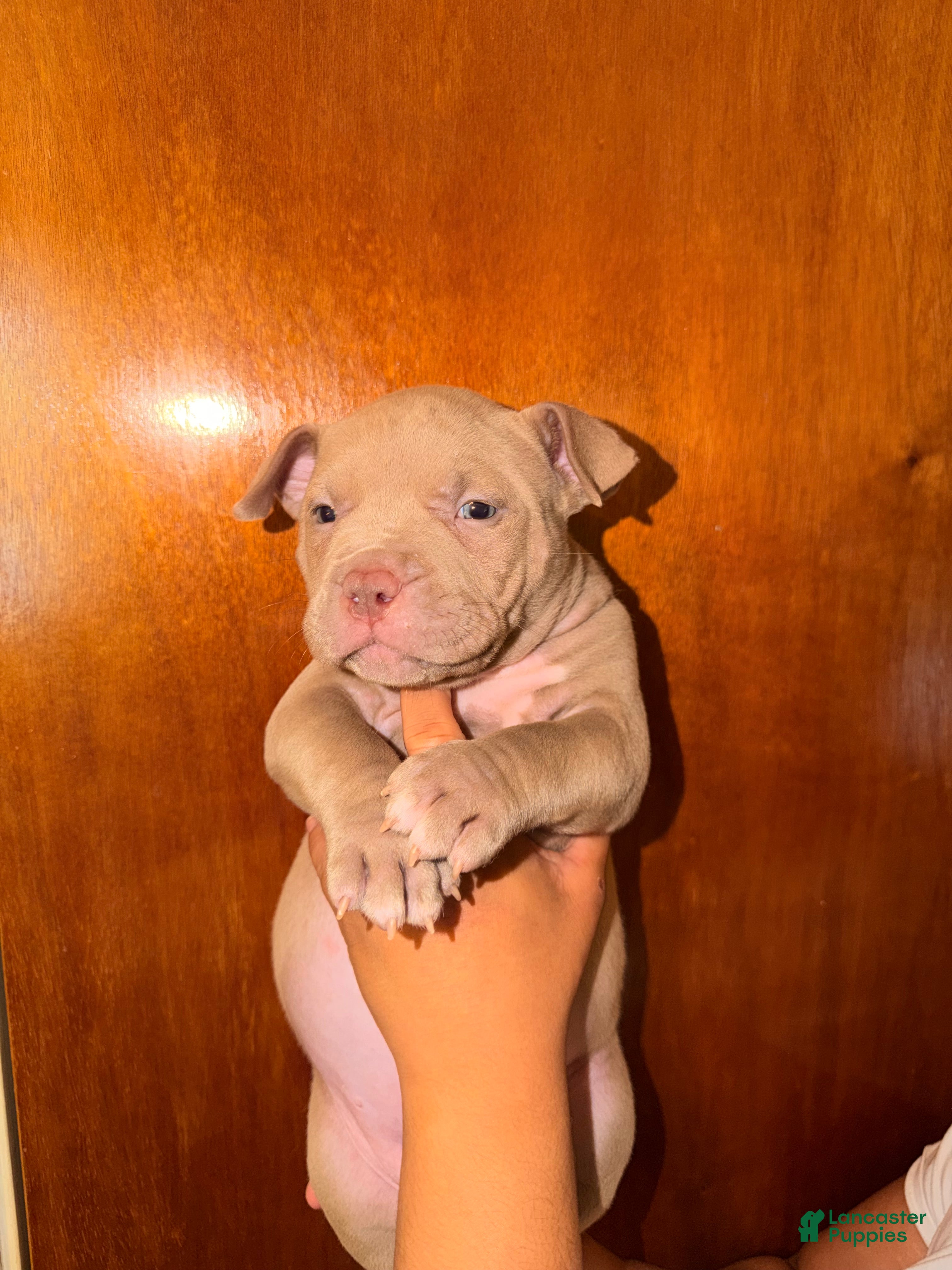 American Bully dogs for sale: American Bully 4 - Ad 4