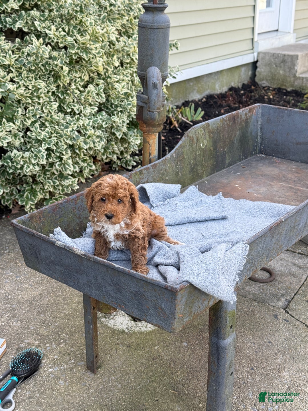 Toy Poodle dogs for sale: Pepper - Ad 8