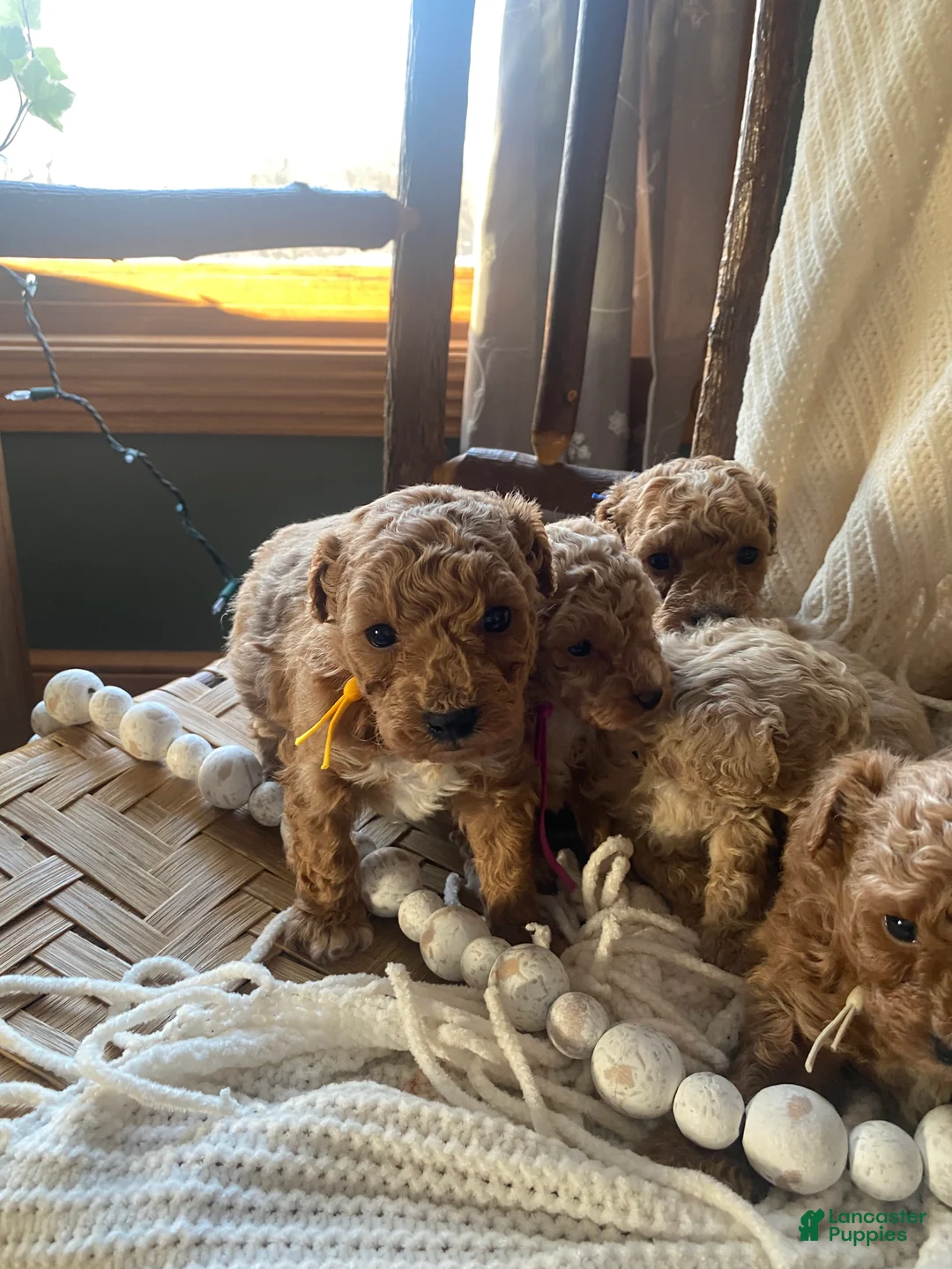 Toy Poodle dogs for sale: LITTLE JUNIOR  - Ad 10