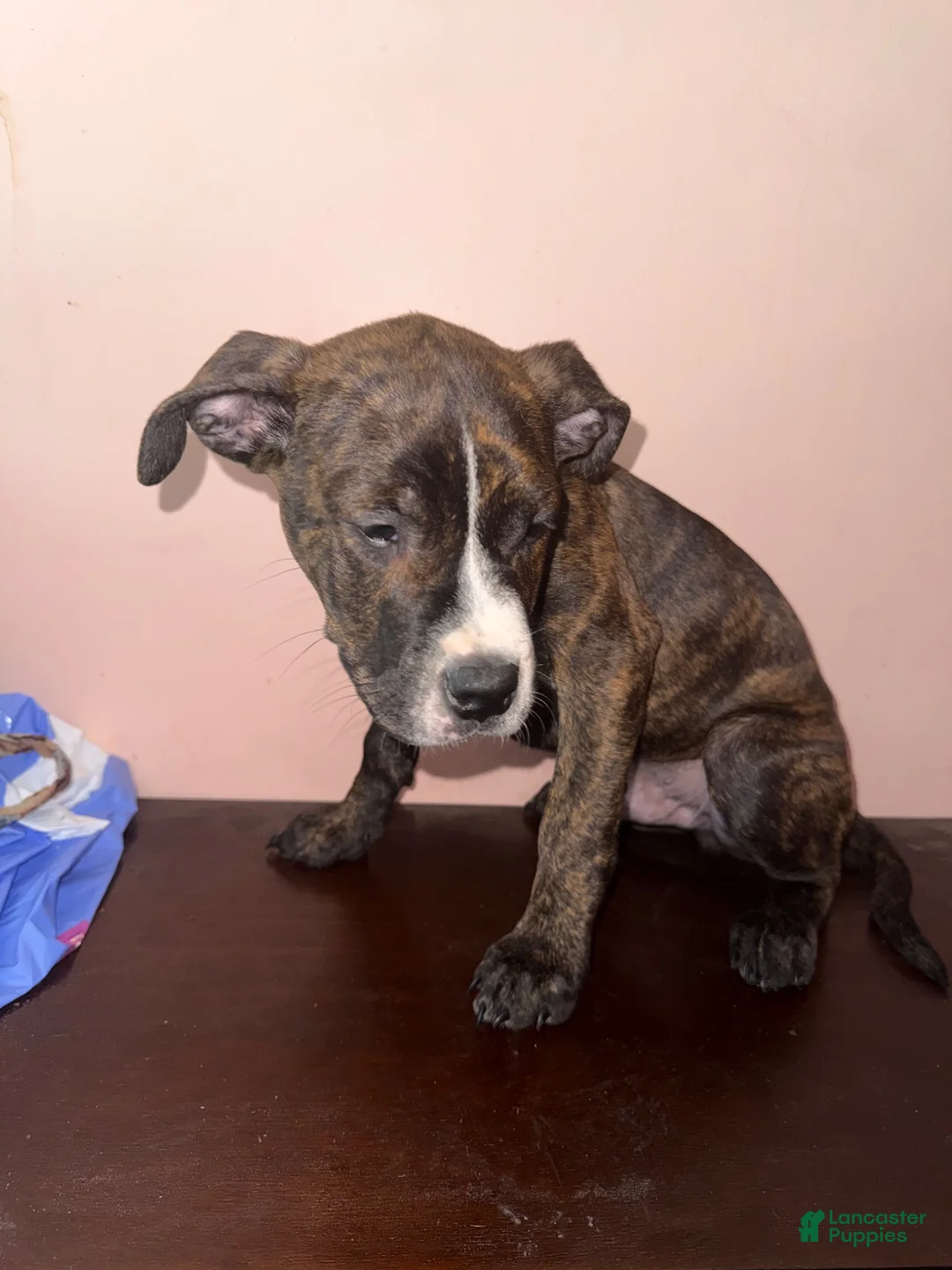 Mixed Breed dogs for sale: Blu - Ad 1