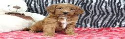 Mini Goldendoodle dogs for sale: Baily - Ad 5