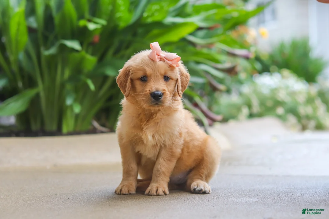 Golden Retriever dogs for sale: Indie - Ad 1