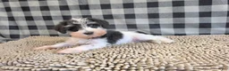 Miniature Schnauzer dogs for sale: Sidney - Ad 1