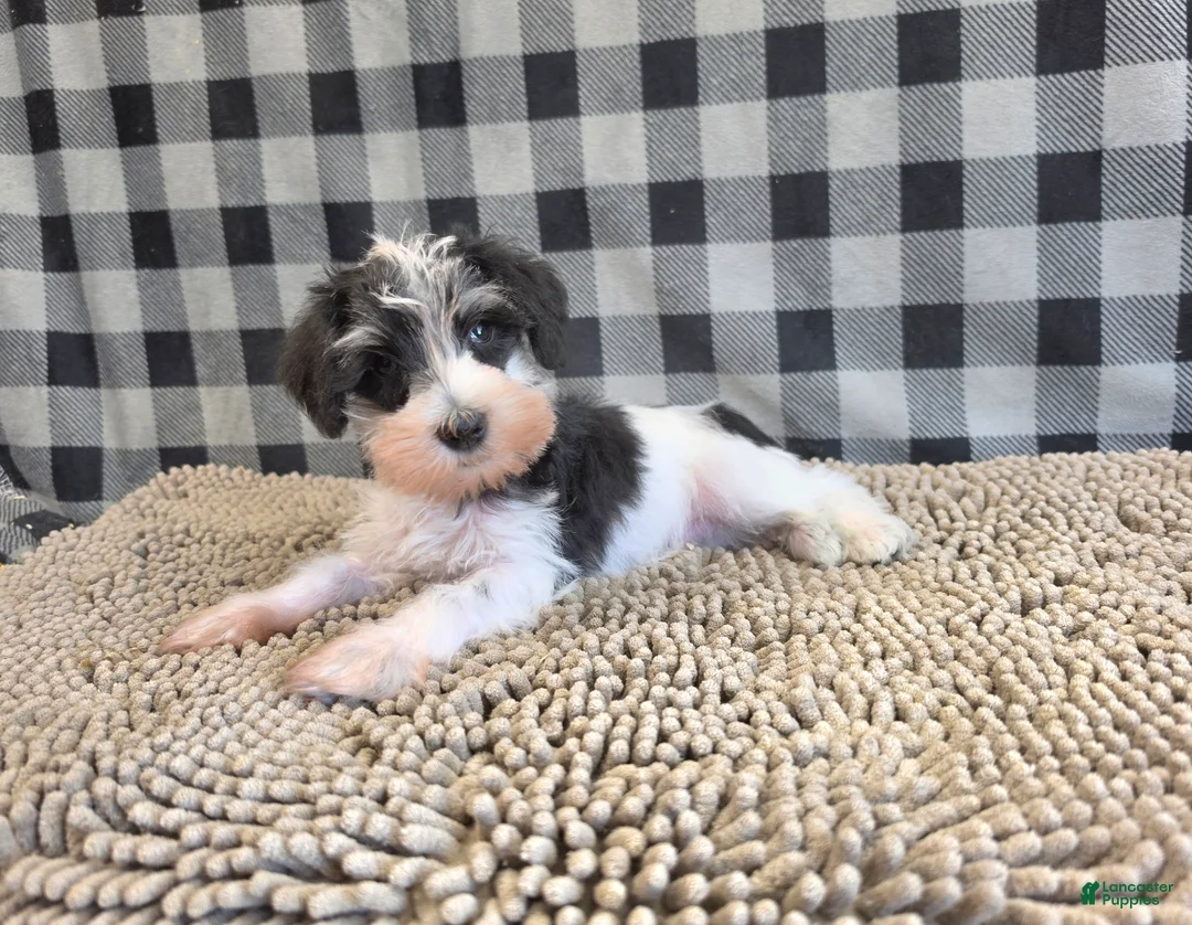 Miniature Schnauzer dogs for sale: Sidney - Ad 1