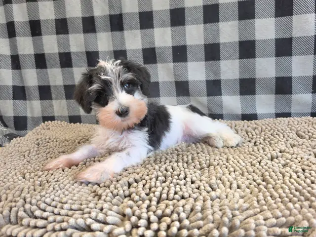 Miniature Schnauzer dogs for sale: Sidney - Ad 1