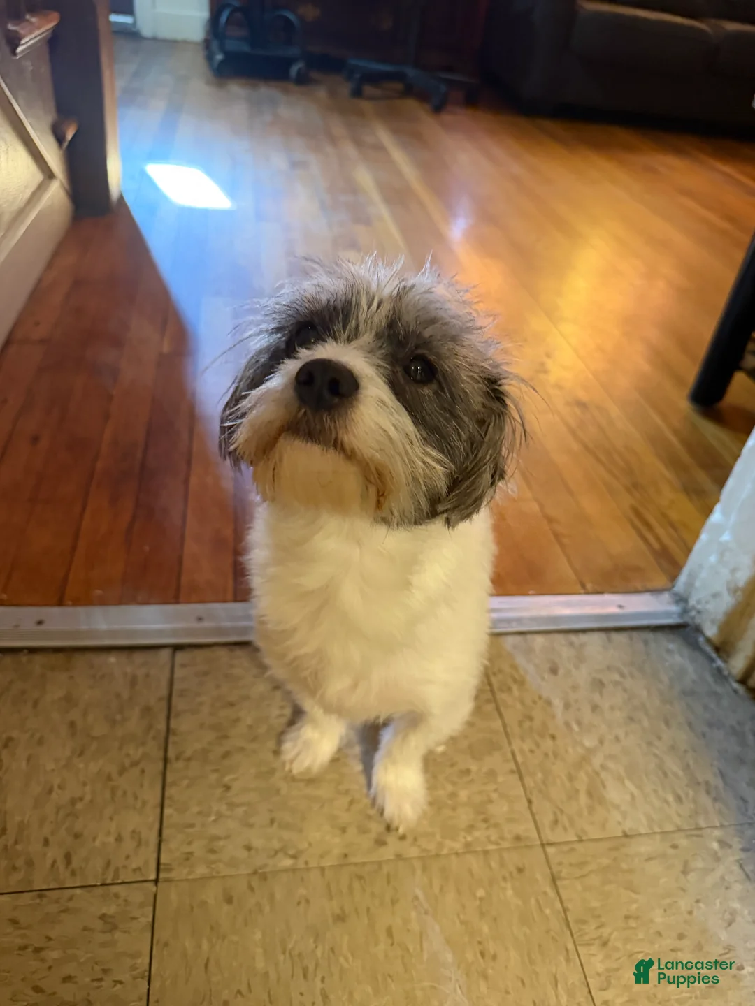 Mixed Breed dogs for sale: Mixed Breed Puppy 1 - Ad 5