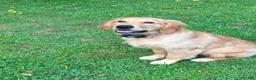 Golden Retriever dogs for sale: Morgan - Ad 4