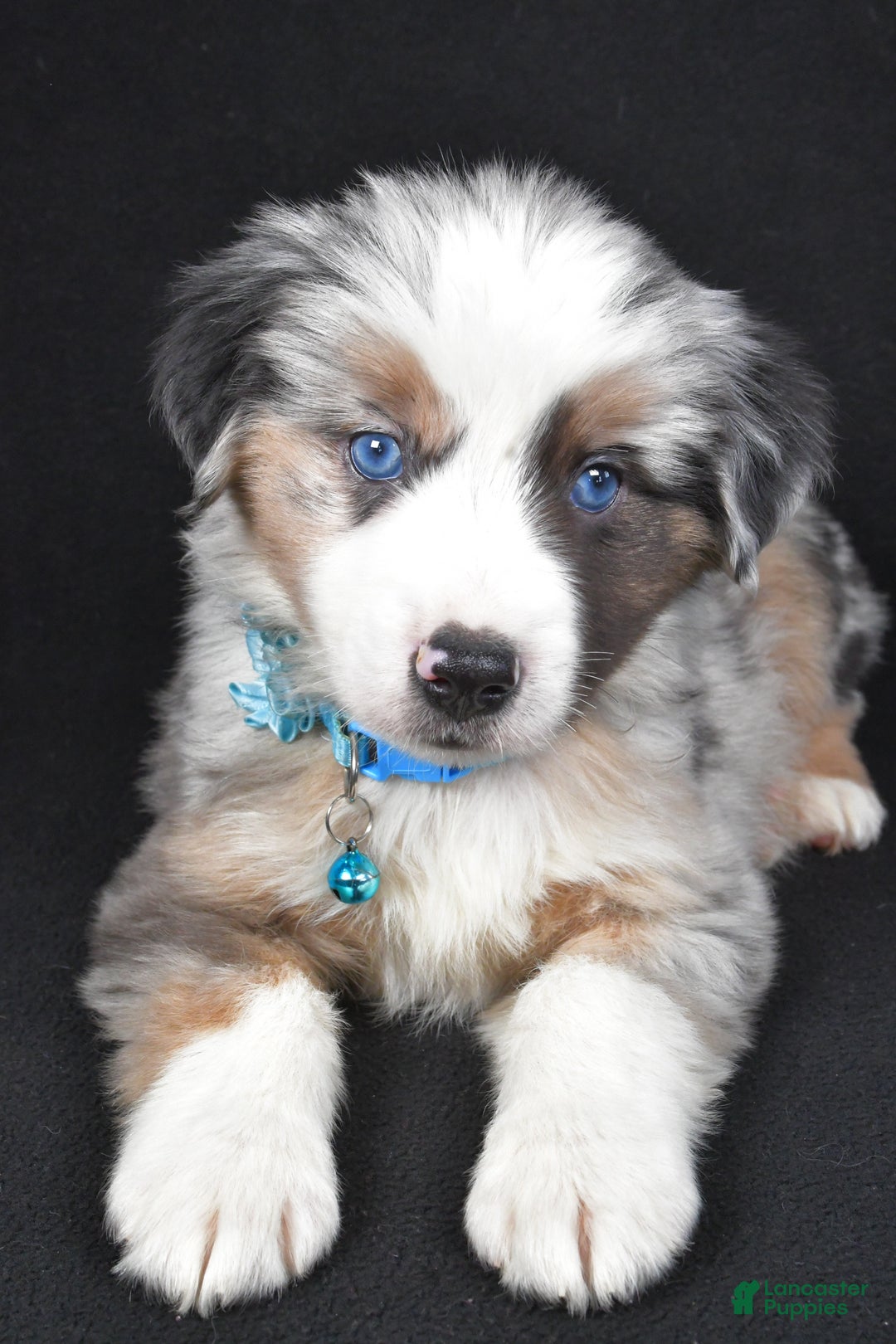 Miniature Australian Shepherd dogs for sale: Oscar - Ad 7