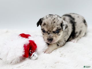 Chihuahua dogs - Ad 30