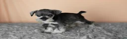 Miniature Schnauzer dogs for sale: Susie - Ad 1