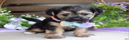 Morkie dogs for sale: Fiona  - Ad 7