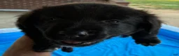 Mixed Breed dogs for sale: Mixed Breed 5 - Ad 1