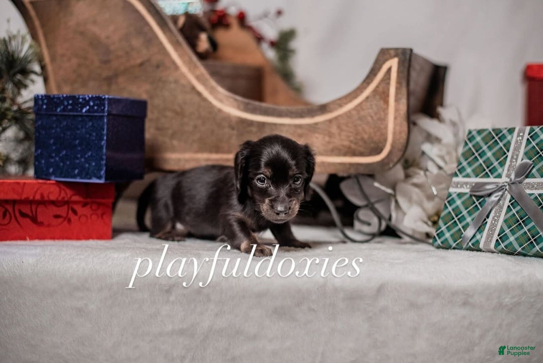 Miniature Dachshund dogs for sale: Orange Collar Boy Black & Tan Dachshund  - Ad 3