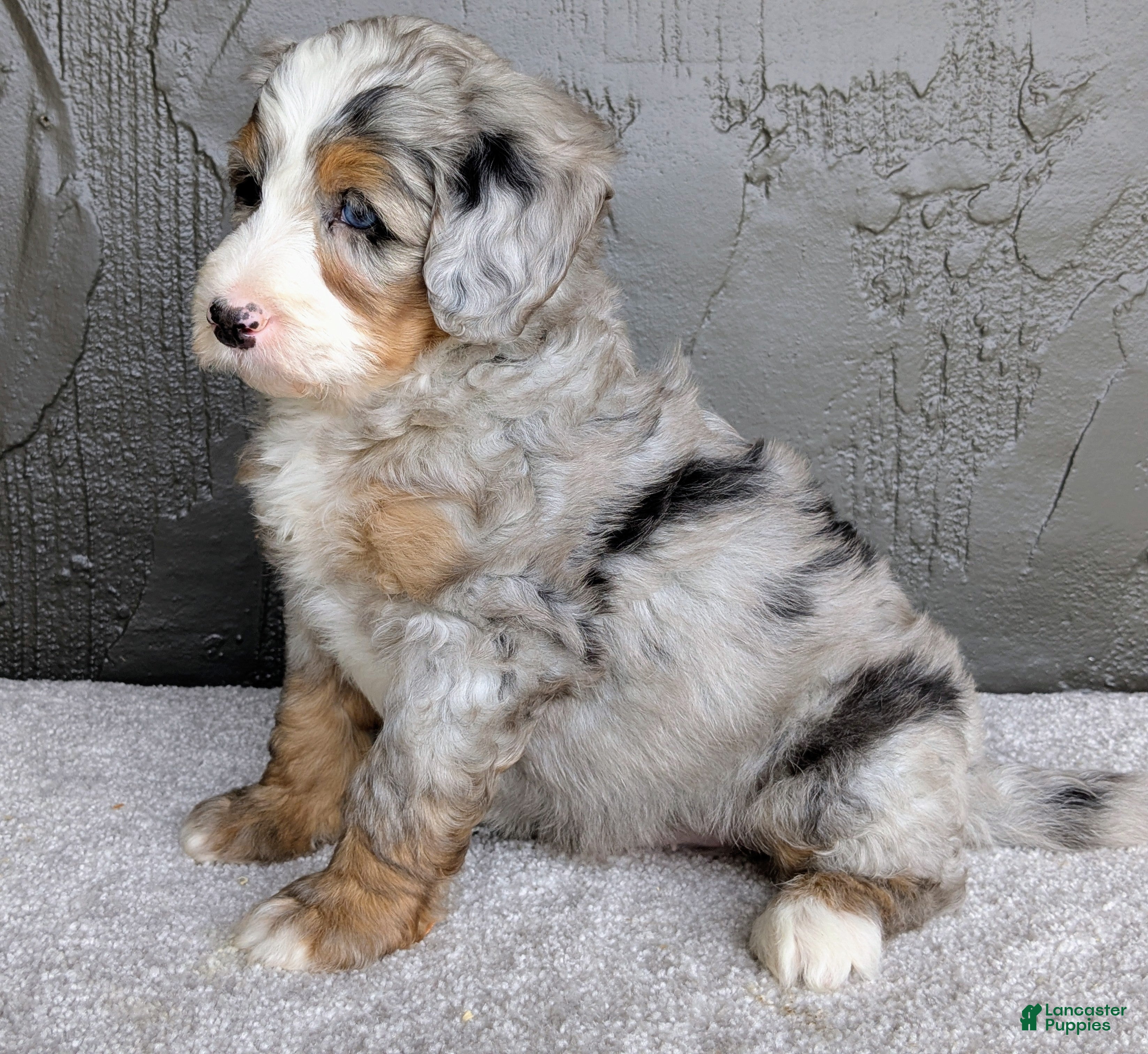Mini Bernedoodle dogs Ryder  - Ad 2