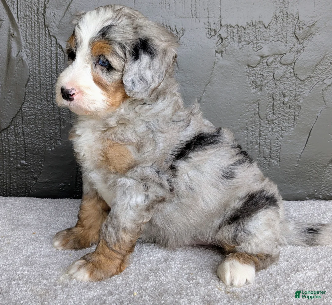 Mini Bernedoodle dogs for sale: Ryder  - Ad 2